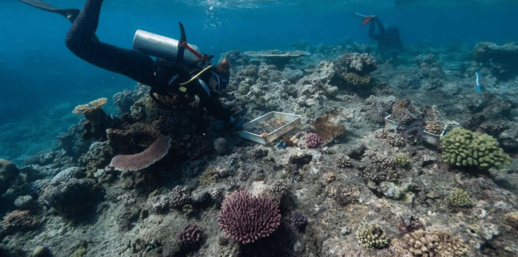 Scuba diver surveying a coral reef underwater, with another diver in the background.