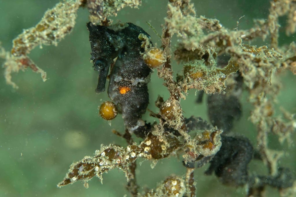 A seahorse floats amongst seaweed. A small orange glow emanates from its midsection.