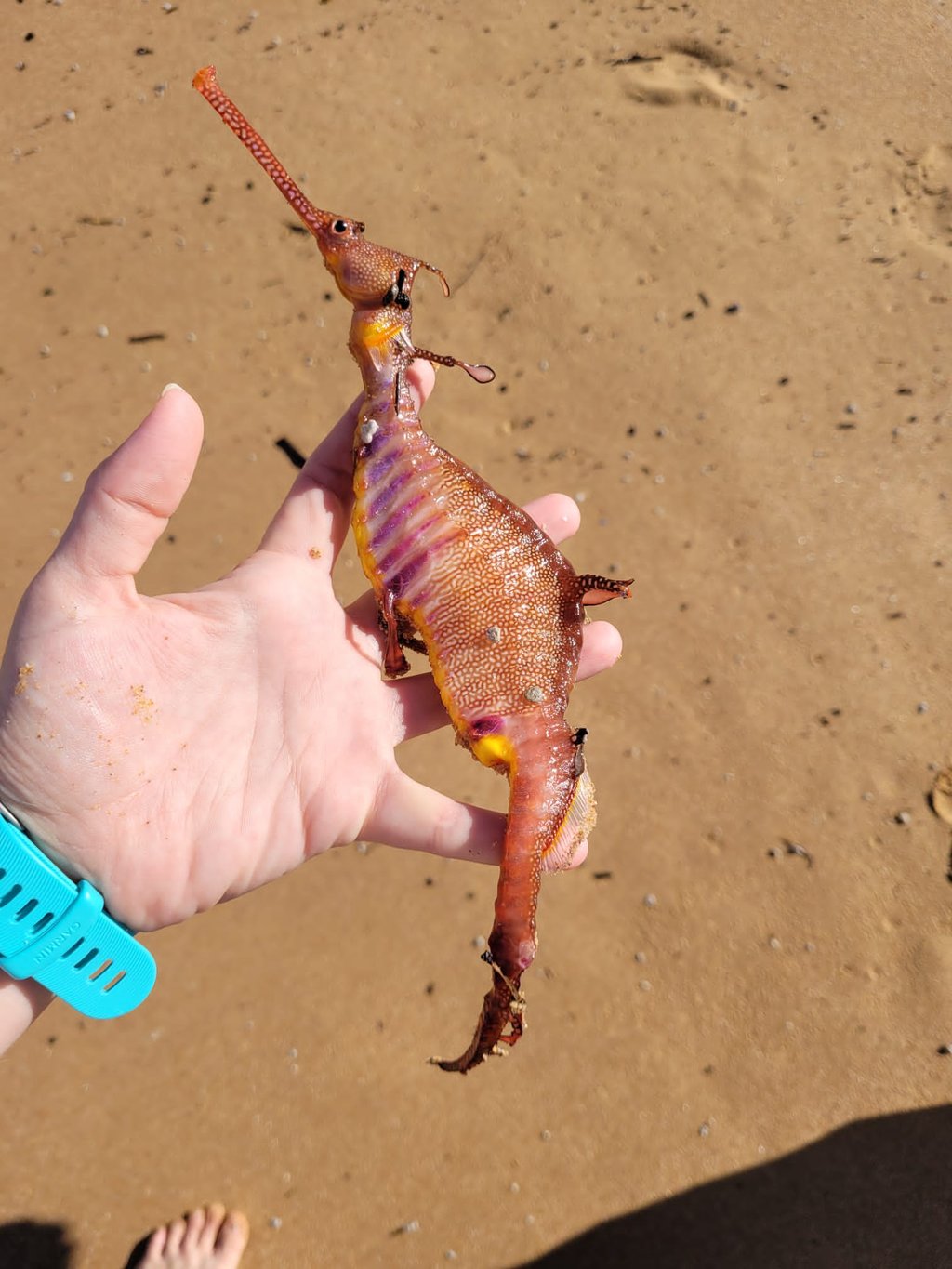 Dead weedy seadragon