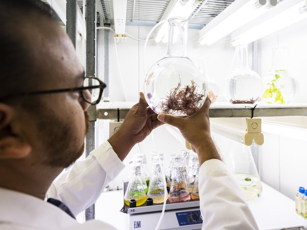 A scientist in a lab coat examines a round flask holding red marine algae under bright lights. The lab is filled with glassware and scientific equipment.