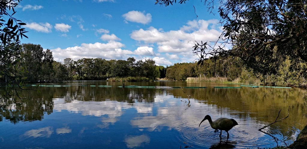 Serene lake scene with a clear blue sky and fluffy clouds reflecting in the water. A lone bird wades near the shore, surrounded by lush greenery.