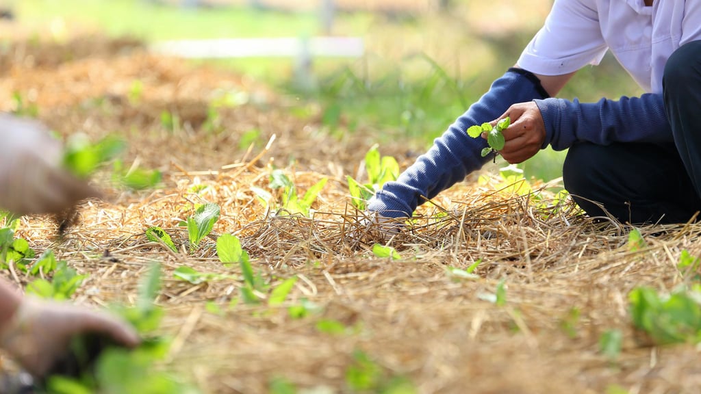 Person kneeling in a garden, planting seedlings in soil covered with straw. Sunlight highlights green leaves, creating a peaceful, nurturing scene.