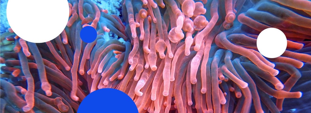 Coral Nurture Program gives reefs a fighting chance