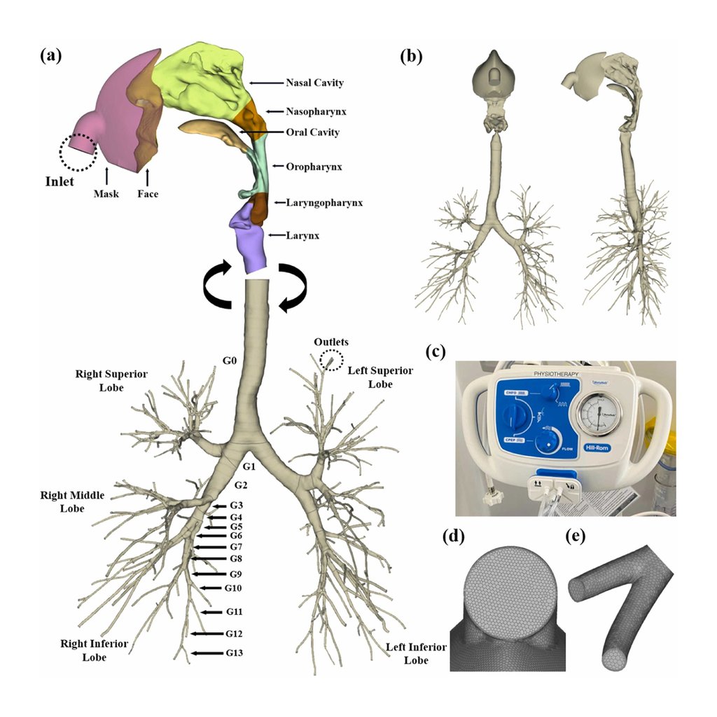 graphic depicting reconstruction of human airways for computational modelling
