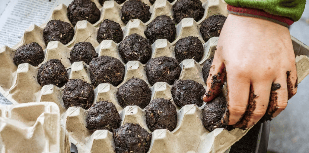 Hand placing a ball of soil into an egg carton filled with rows of soil balls.