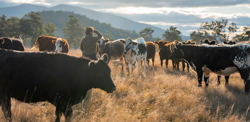 Photo of cattle on a farm