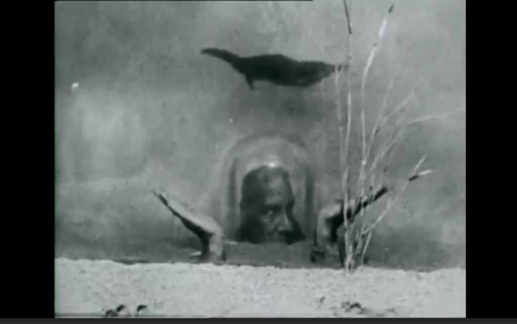 A still from The Platypus, directed by Harry Burrell, adapted by the Australian Museum, undated (1920s). Courtesy Australian Museum archives
