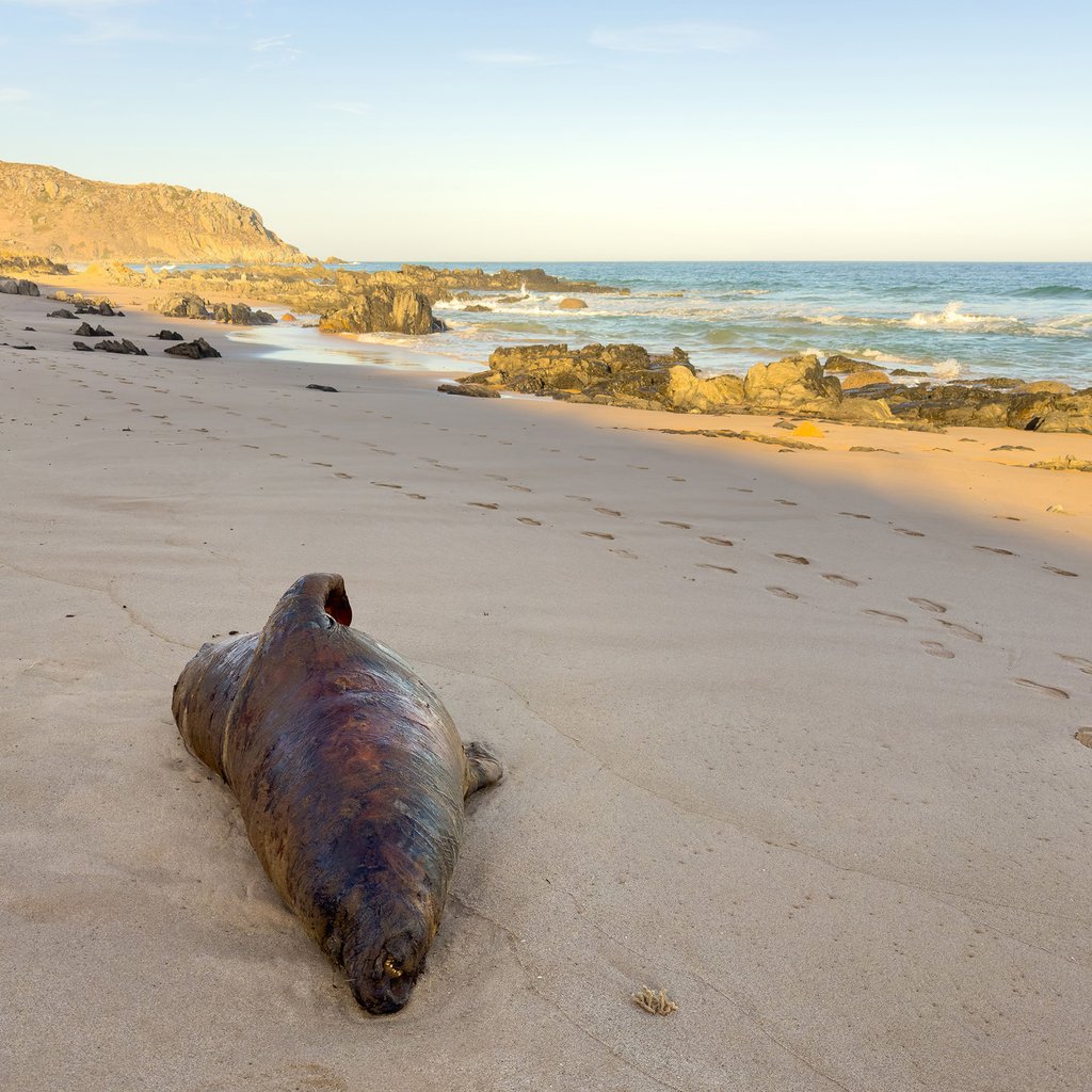 Photo of a dead seal on a South Australian beach