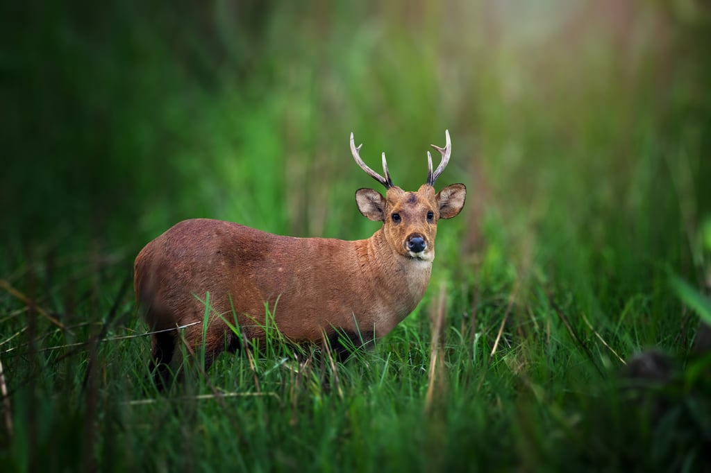 Hog deer are now rare across the Indian subcontinent and other areas – but their numbers are rising in Australia. Picture: Adobe Stock