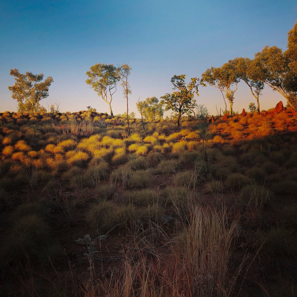 A serene field of grass and trees under a vibrant sunset, casting warm hues across the landscape.
