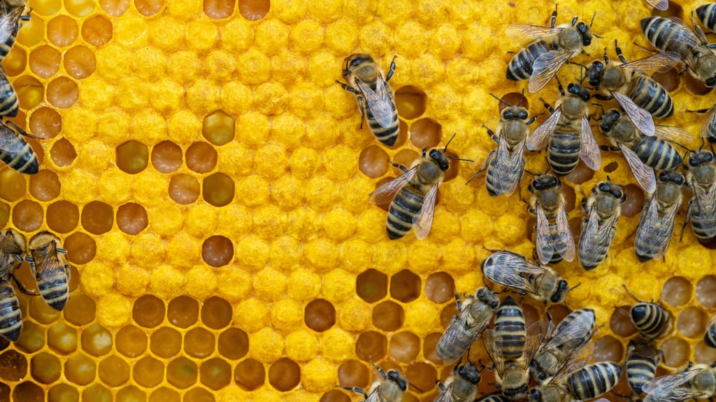 Bees on a wax comb with bee larvae and honey. Picture by Baronb/Adobe Stock