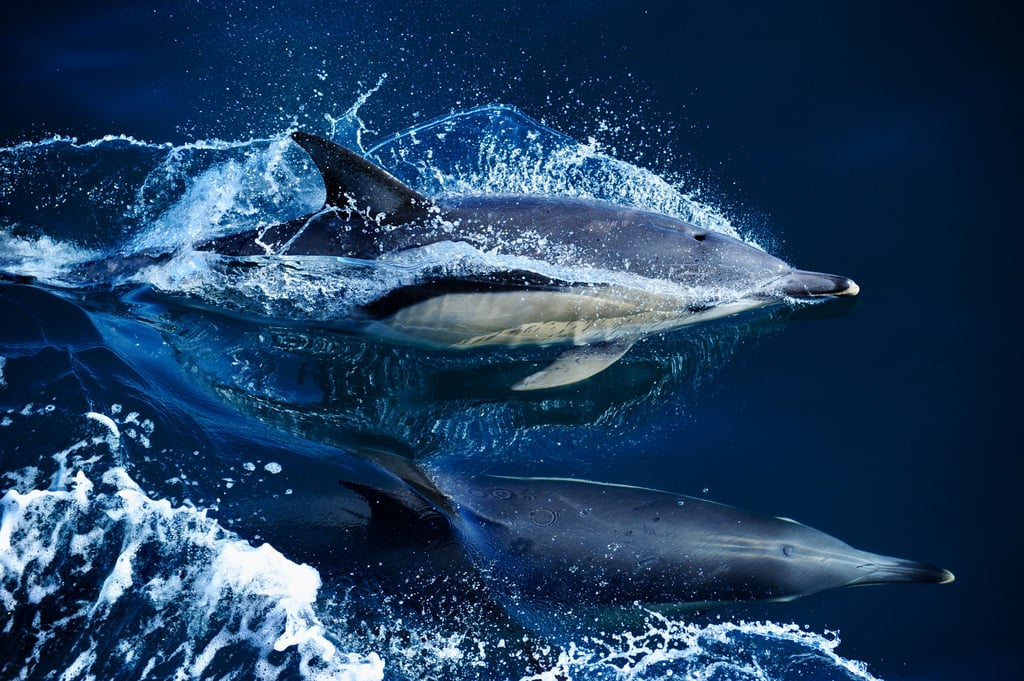Dolphins splashing though sea. Picture: Katharina J Peters
