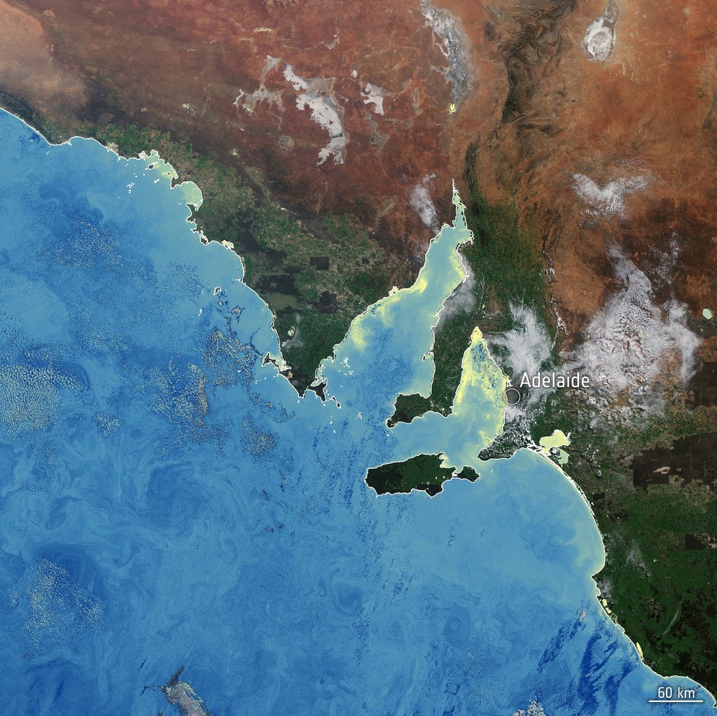 Map of SA coast with algal bloom