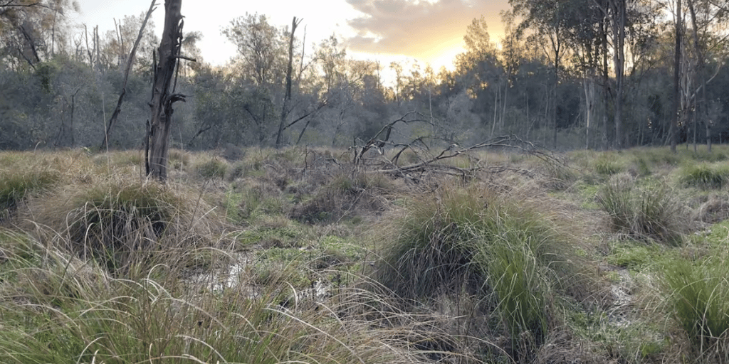 Wetland with tall native grasses, scattered trees and shallow water at sunset.