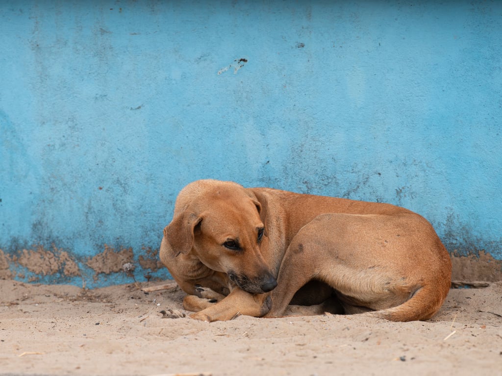 Homeless street dog on the road of Goa, India, abandoned and unhappy, stray pet, indian pariah dogs. Picture by Berit Kessler/Adobe Stock