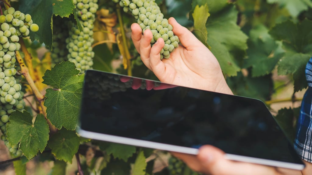 Photo of sensor in vineyard