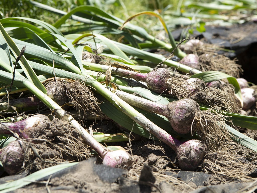 Freshly harvested garlic bulbs with long stems and roots lie on the soil, basking in sunlight.
