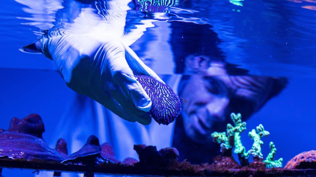 A person wearing a lab coat looks through a fish tank as he places coral in it.