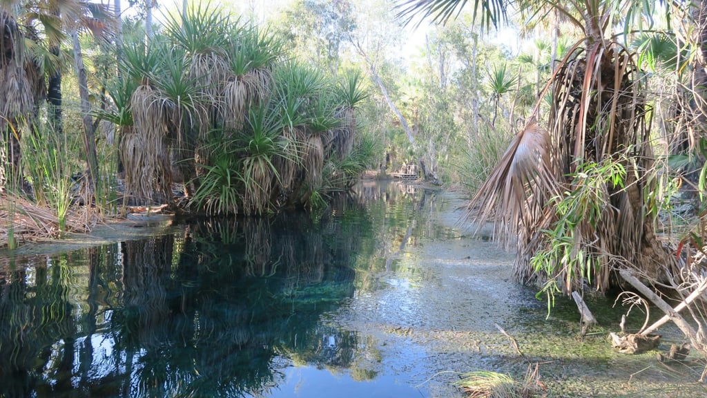 Bitter Springs in Mataranka, in the Northern Territory. The Traditional Owners are the Mangarayi and Yangman people. Felix Dance/Wikimedia, CC BY