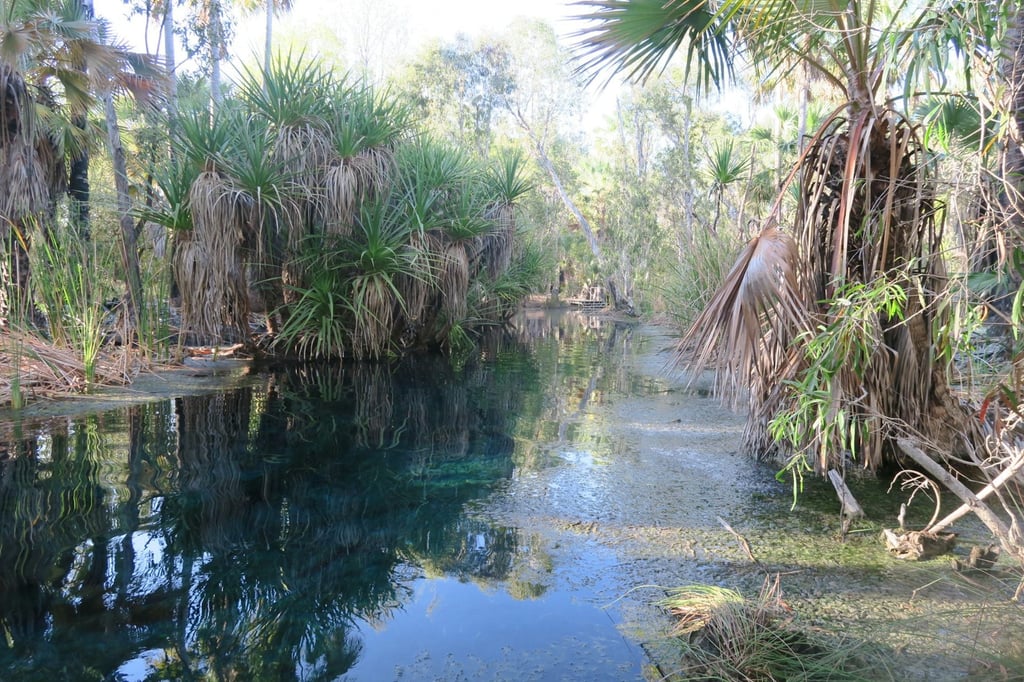 Bitter Springs in Mataranka, in the Northern Territory. The Traditional Owners are the Mangarayi and Yangman people. Felix Dance/Wikimedia, CC BY