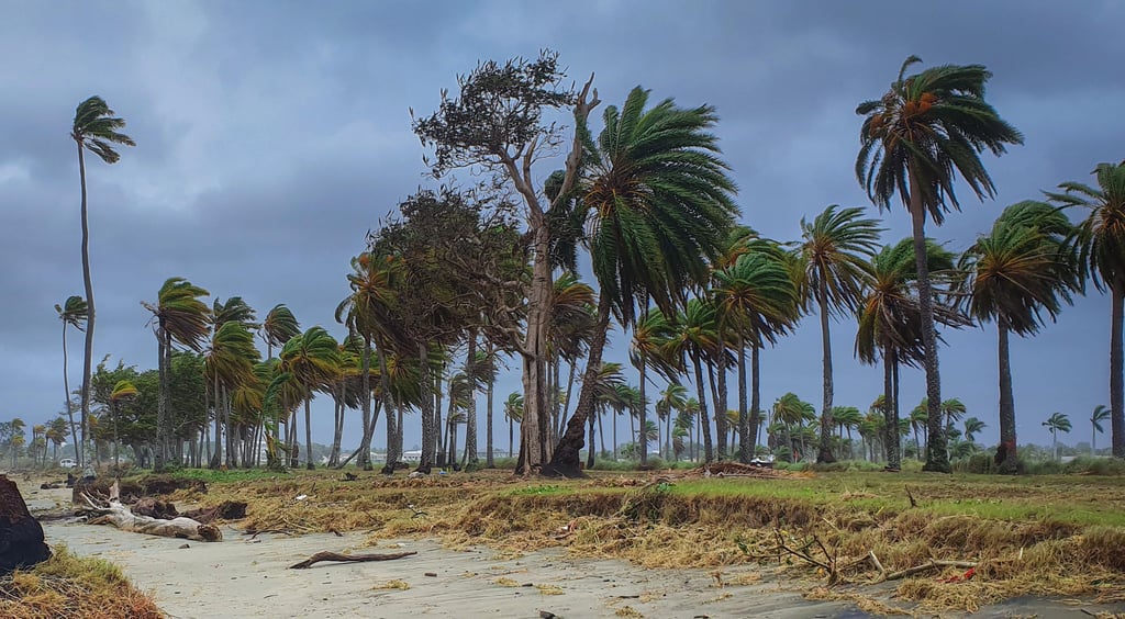 Trees blowing in heavy wind in the Pacific