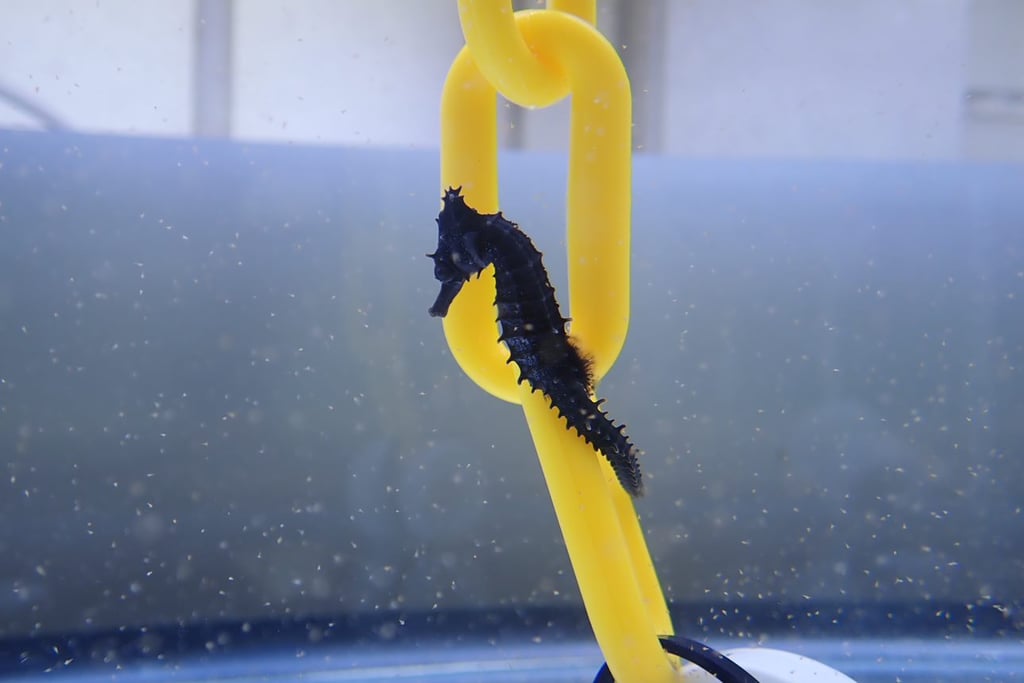 A seahorse in a tank surrounded by tiny fry