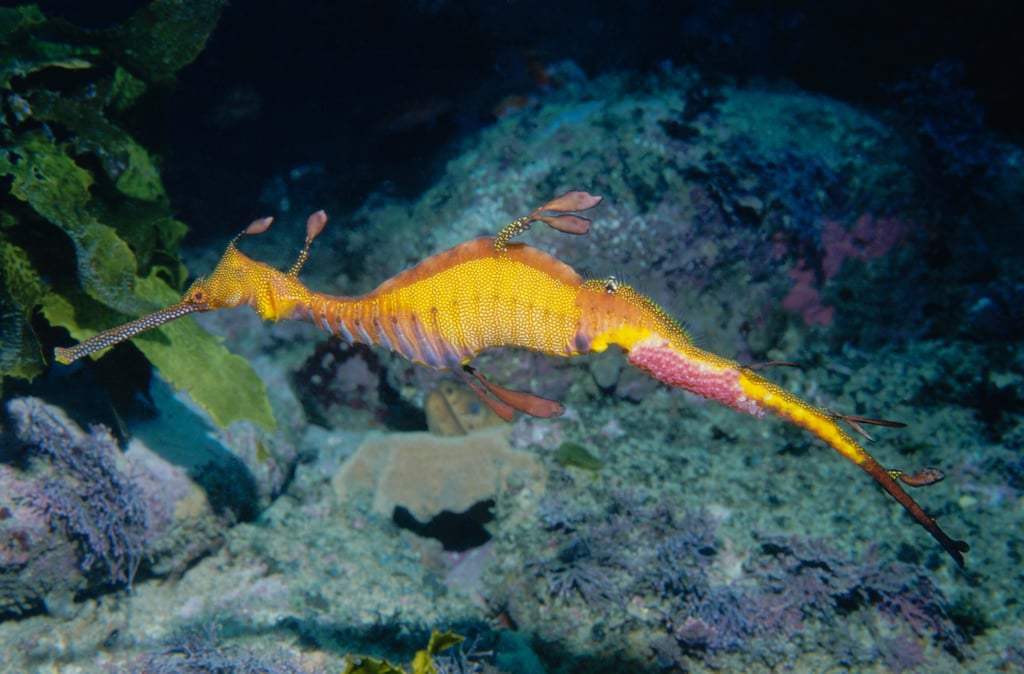 Weedy seadragon