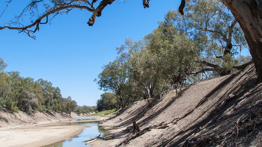Dry riverbed with sparse water flow, bordered by arid, sloping banks and lined with eucalyptus trees under a clear blue sky, conveying a sense of desolation.