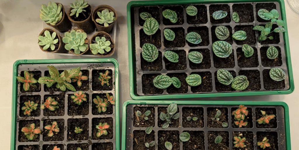 Trays of small leafy plants and succulents growing in individual pots and seedling cells.