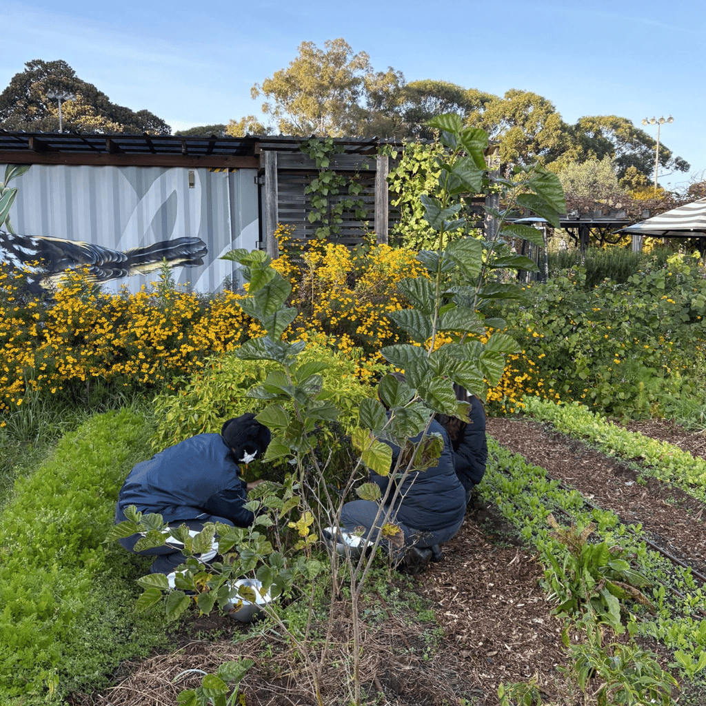 View of one of Pocket City Farms garden beds
