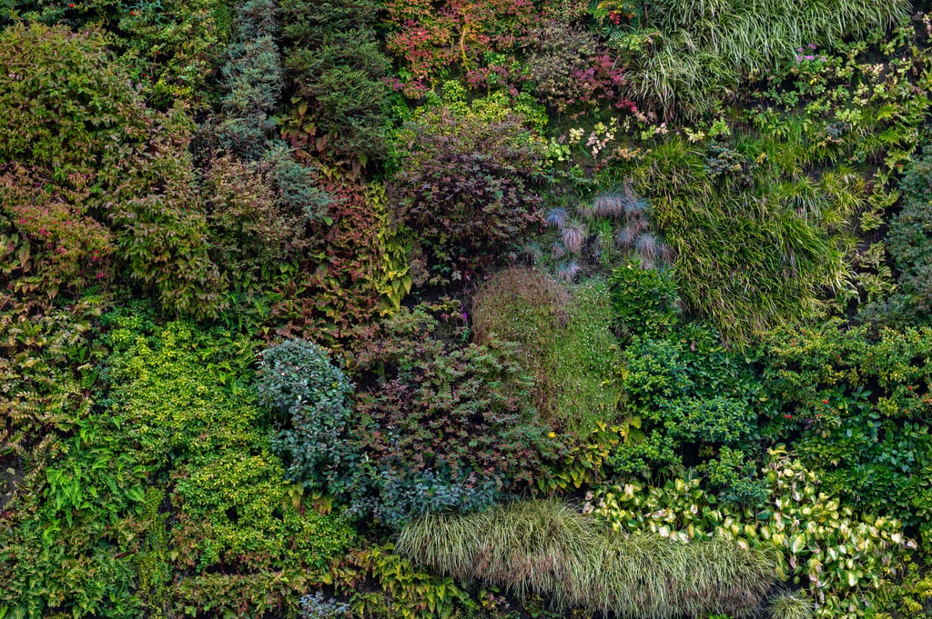 vertical garden on the facade of a building. Picture: goyoconde/Adobe Stock