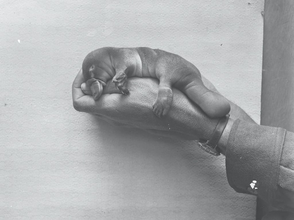 A platypus puggle being held up to a camera on a human hand. Picture courtesy Australian Museum archive