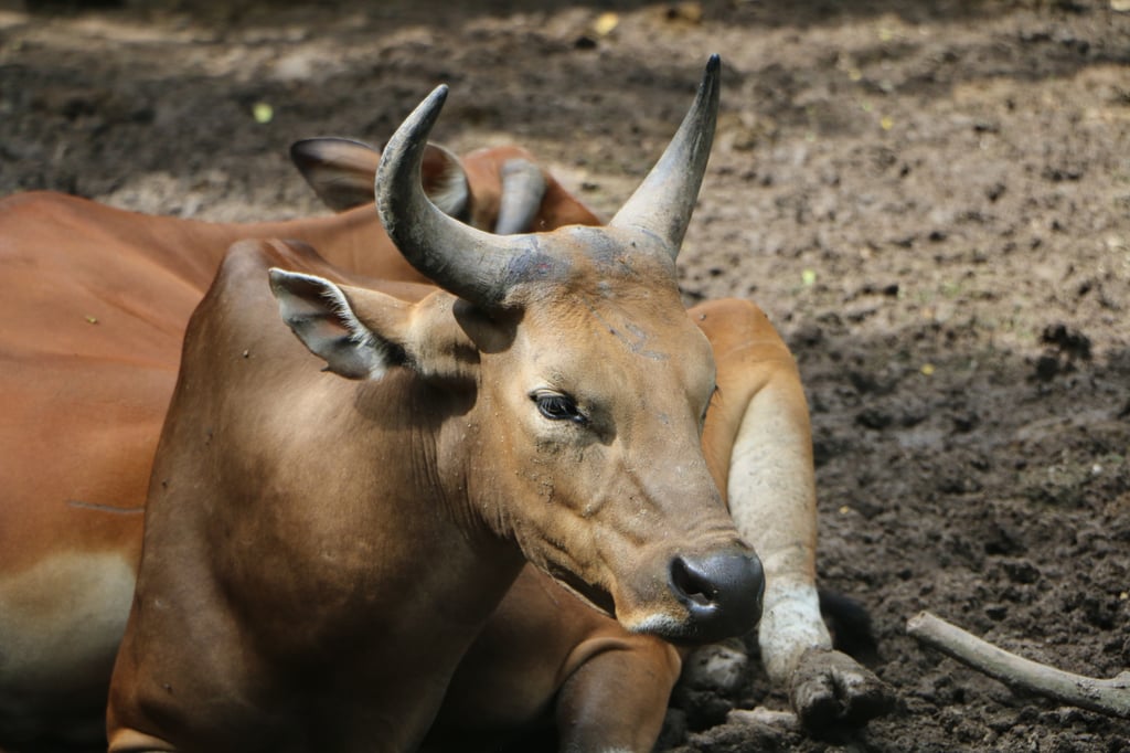Banteng are a species of wild cattle native to Southeast Asian rainforests. Picture: Adobe Stock
