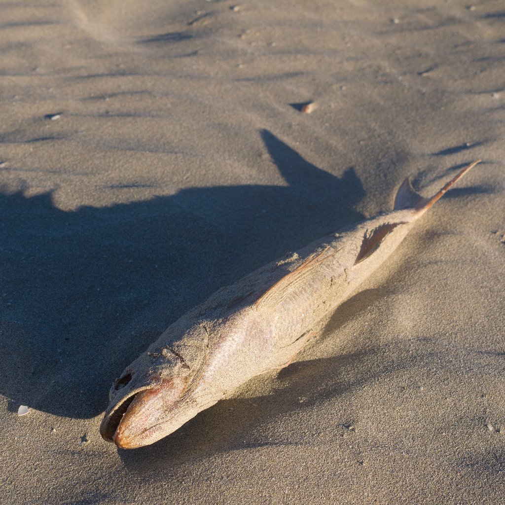 Photo of a dead fish on South Australian beach during the algal bloom