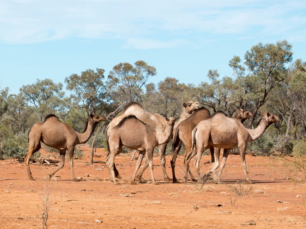 Wild camels in outback Queensland,Australia. Picture: Adobe Stock