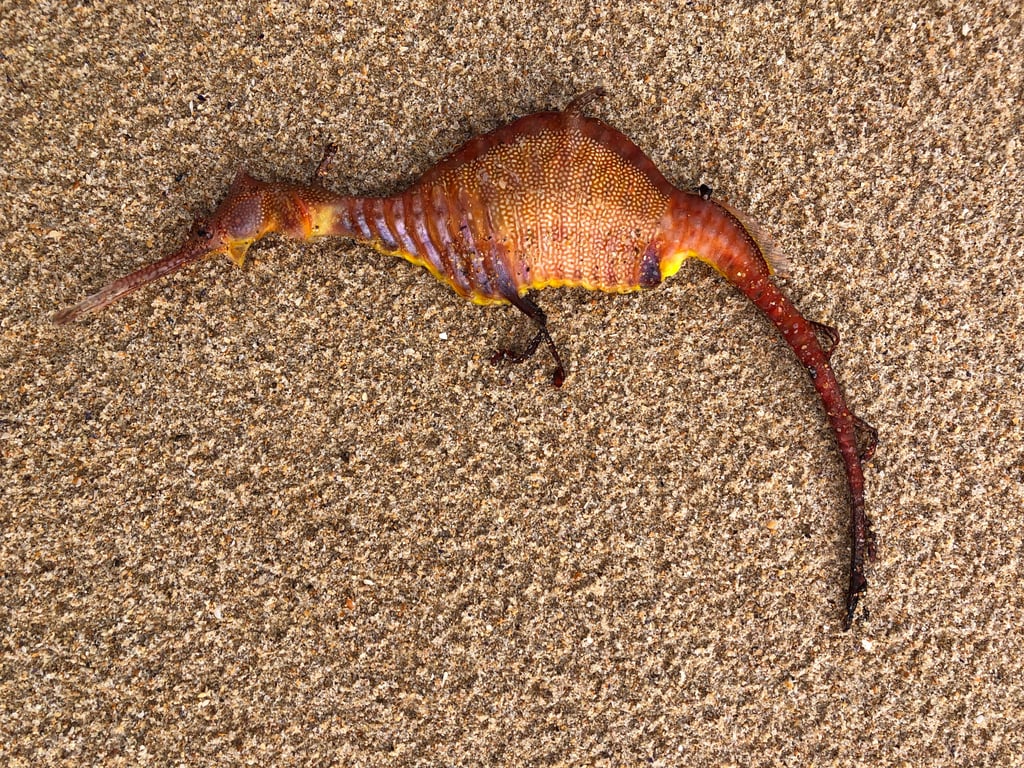 dead weedy sea dragon