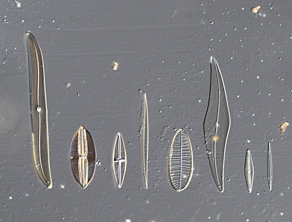 Diatoms