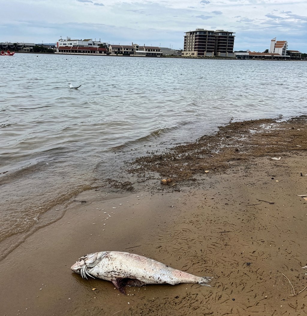 Photo of dead fish on Adelaide beach