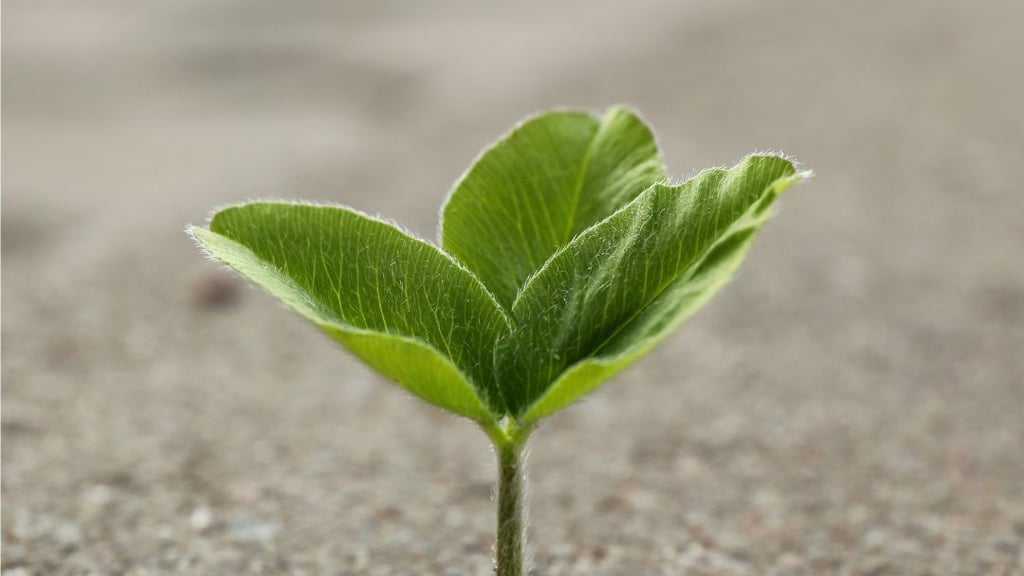 Seedling growing up through the pavement