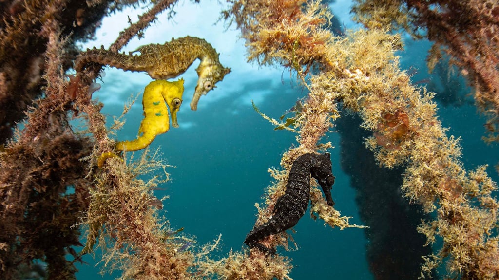 Three seahorses, in yellow, brown, and black, cling to algae-covered branches underwater against a blurred blue-green background, creating a serene scene.