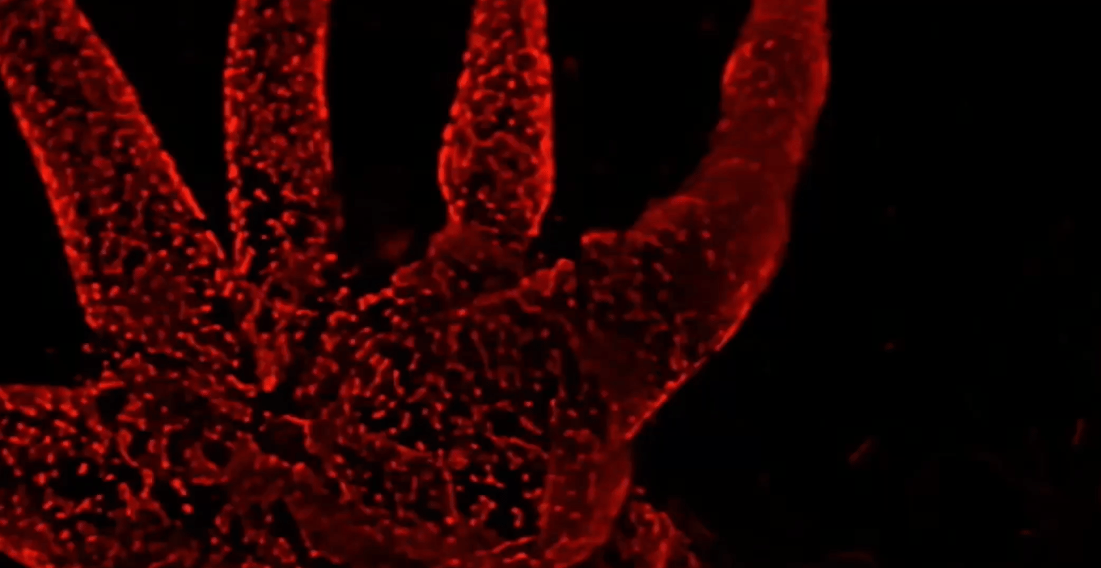 Live volumetric imaging of a Sea Anemone (Exaiptasia diaphana)