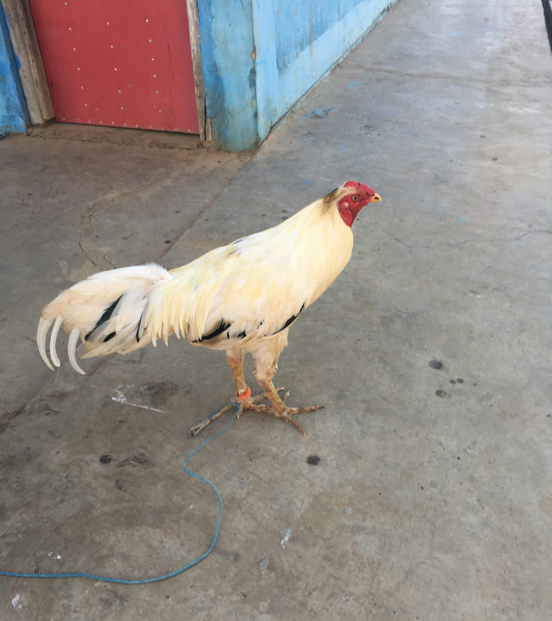 file-20200221-92502-siszm8