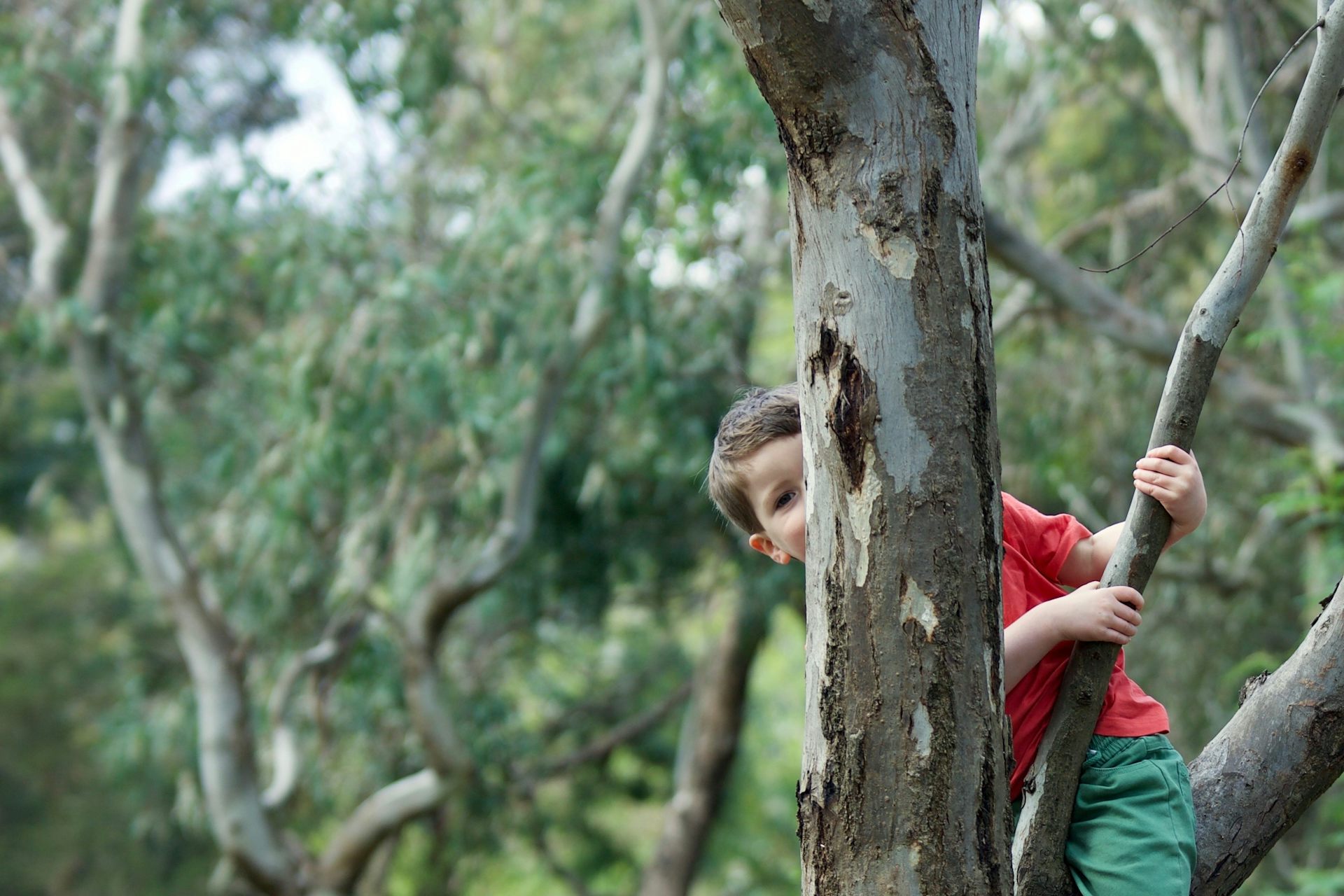 young child hides behind tree branch