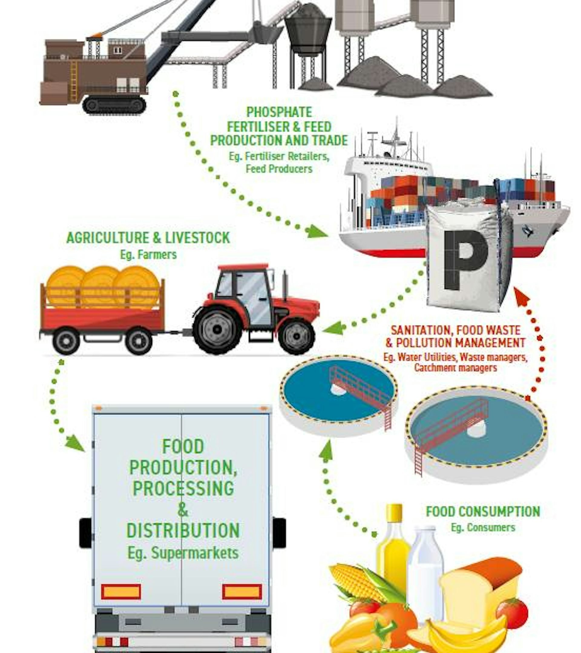 Diagram of phosphorus use