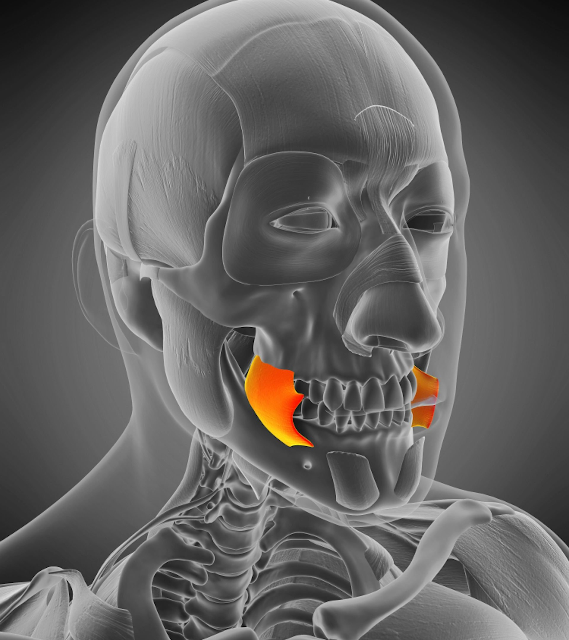 The buccinator muscles