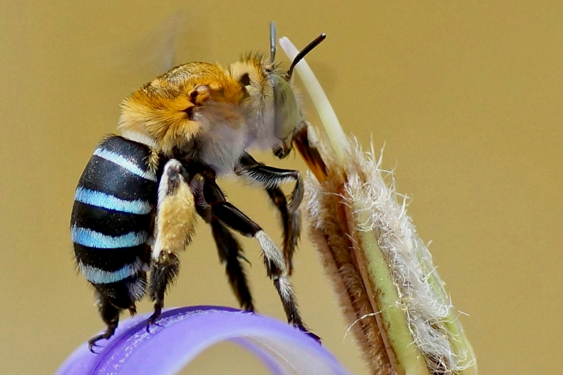Bee with blue bands on a flower