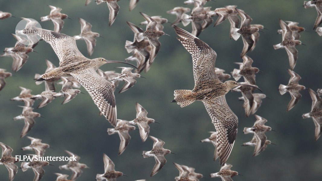 d41586-021-00666-z_18957450