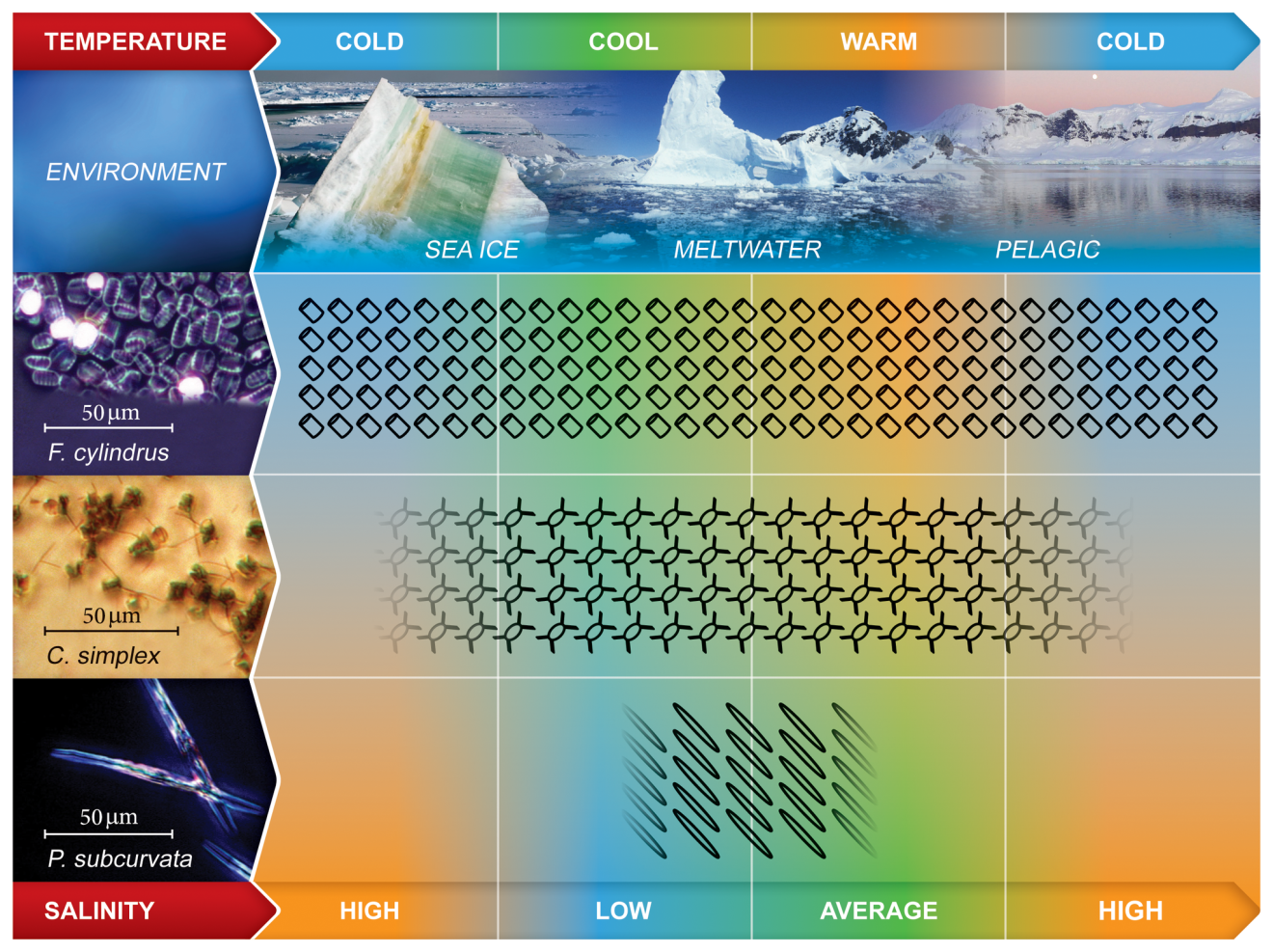Major Southern Ocean habitats and related distribution of diatom species