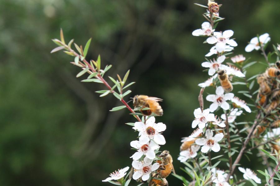Bees at work on white manuka flowers.
