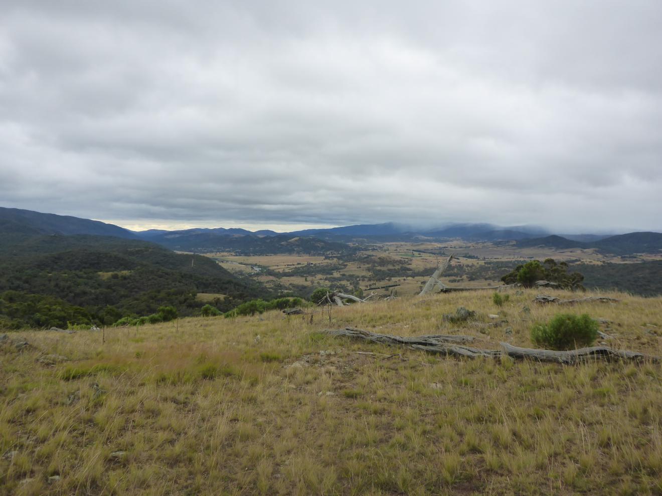C3 PhD candidate Chris Watson conducts native grassland research at Scottsdale Reserve, 50kms south of Canberra